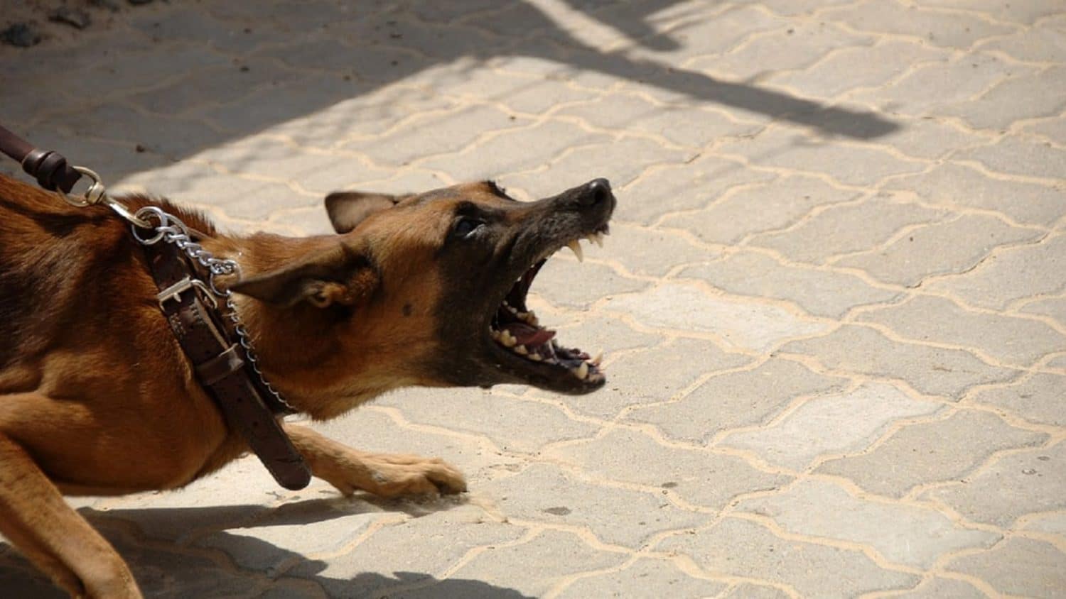 An aggressive dog lunging forward and barking while restrained by a chain leash.