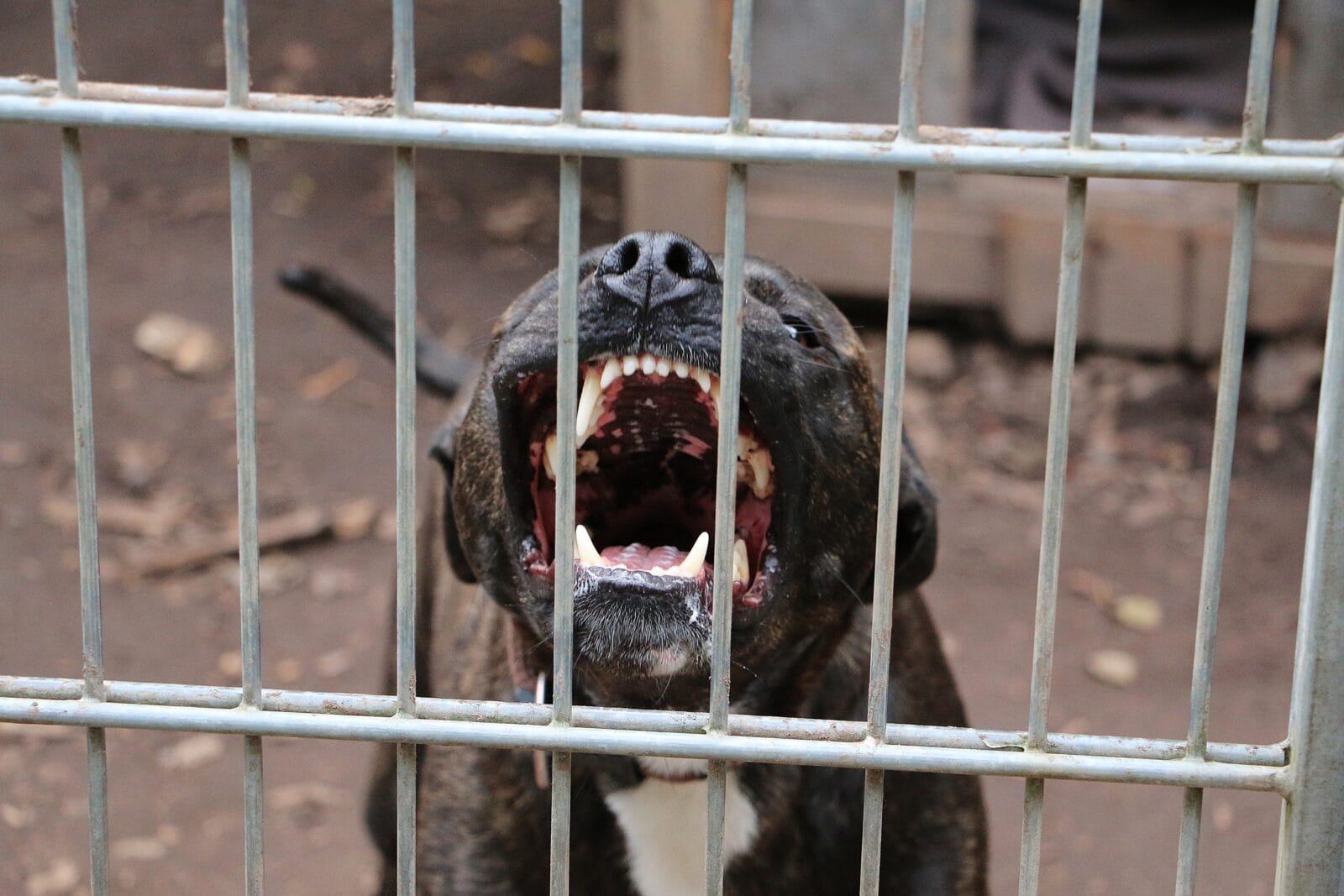 Aggressive dog showing its teeth and barking behind a metal fence.